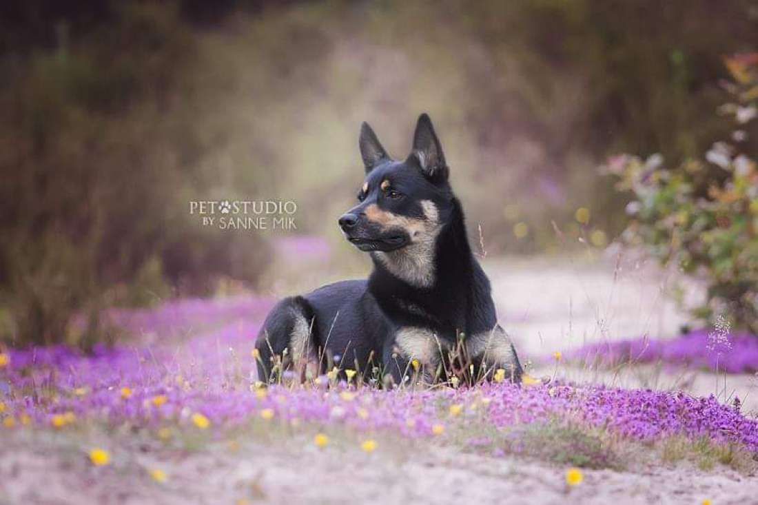 Casper Kelpiebrink Casper Kelpiebrink
