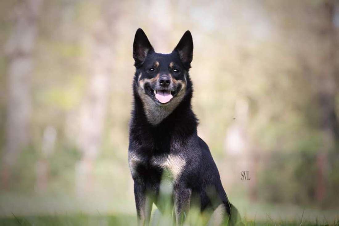 Casper Kelpiebrink Casper Kelpiebrink