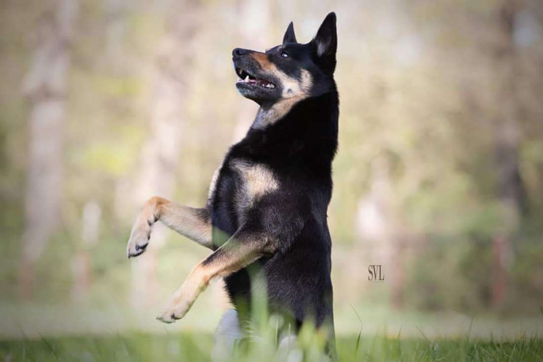 Casper Kelpiebrink Casper Kelpiebrink