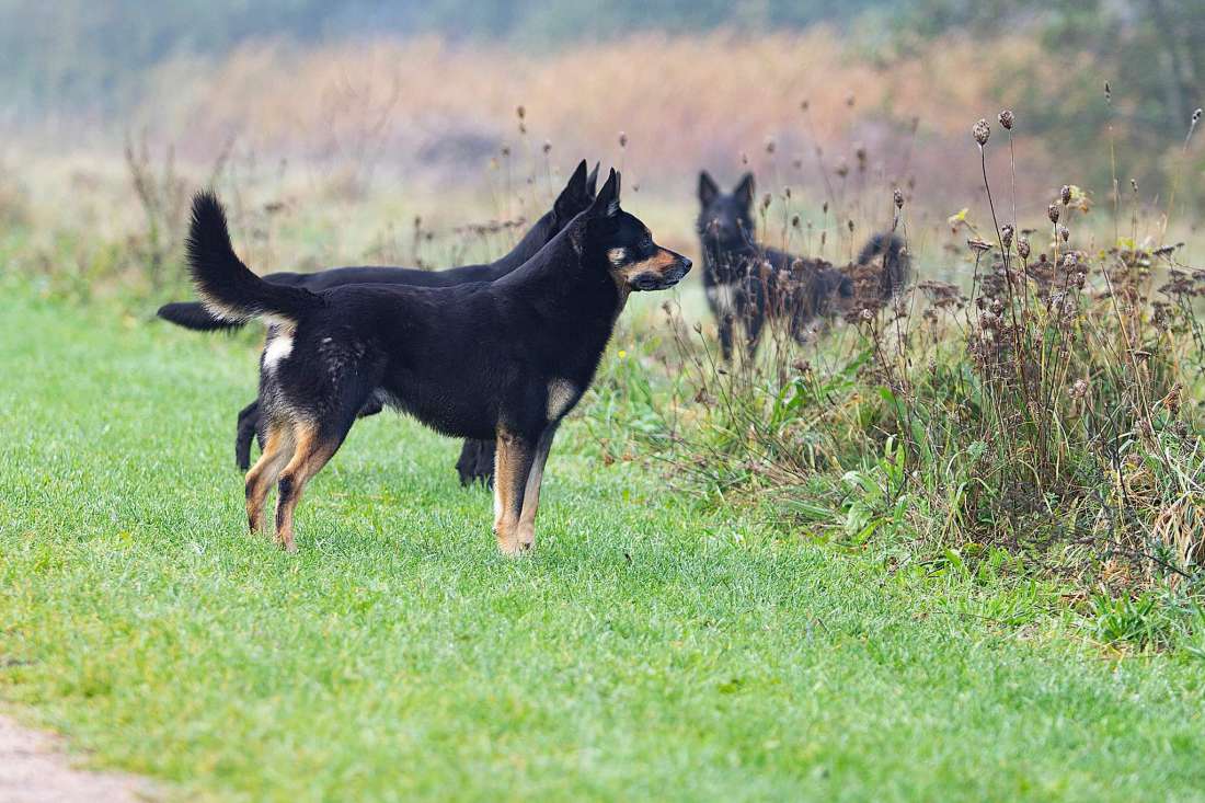 Casper Kelpiebrink Casper Kelpiebrink