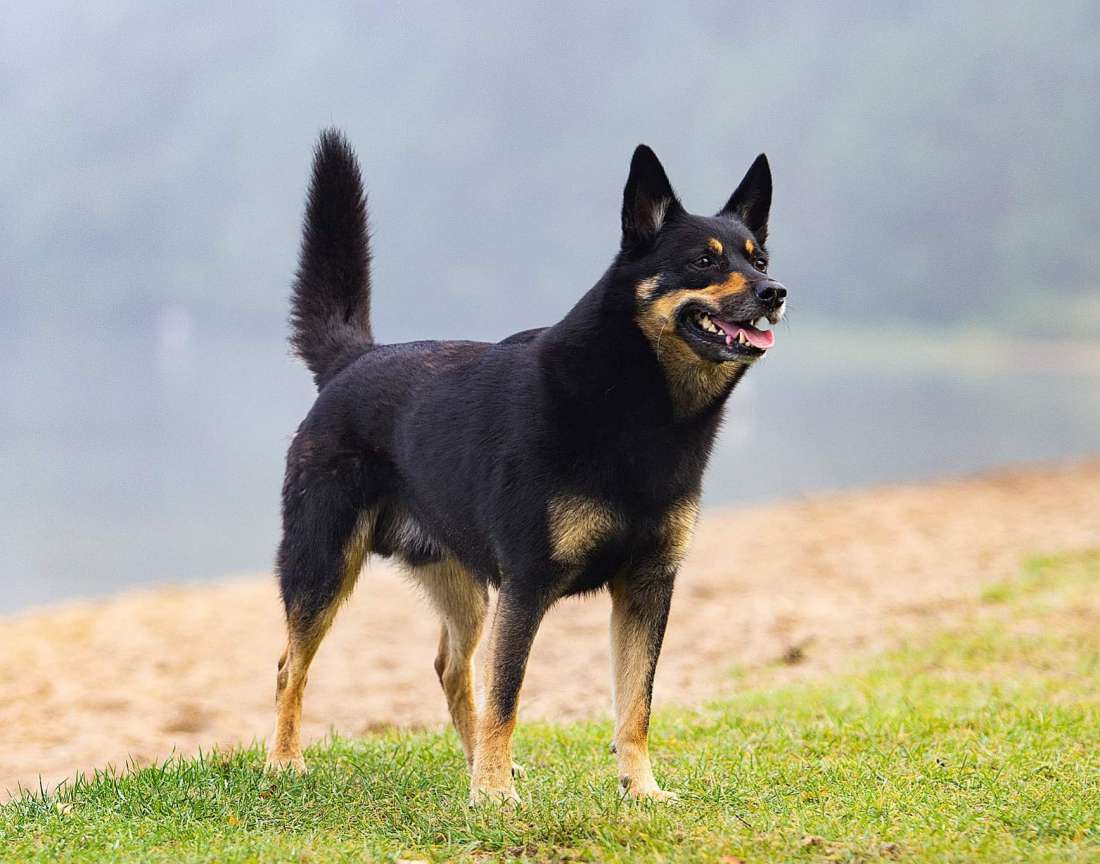 Casper Kelpiebrink Casper Kelpiebrink