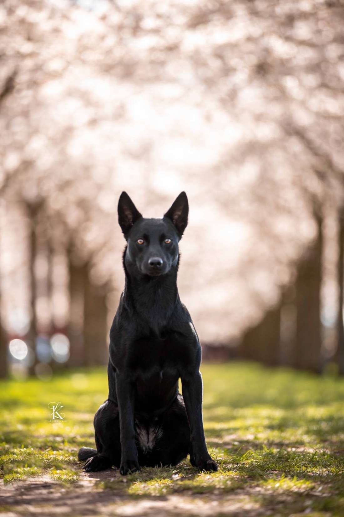 Bindi Coconut Ice  australian kelpie Kelpiebrink Ngarra Matimbi