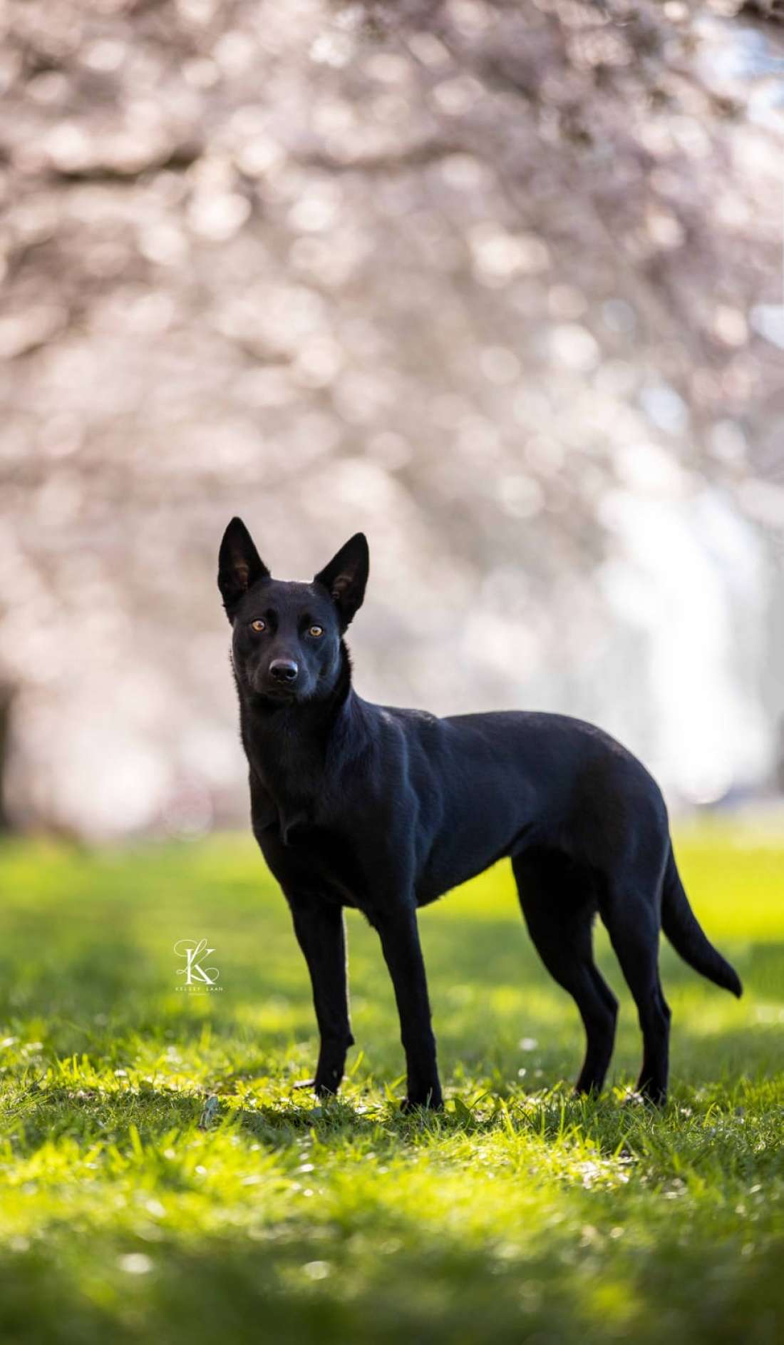 Bindi Coconut Ice  australian kelpie Kelpiebrink Ngarra Matimbi