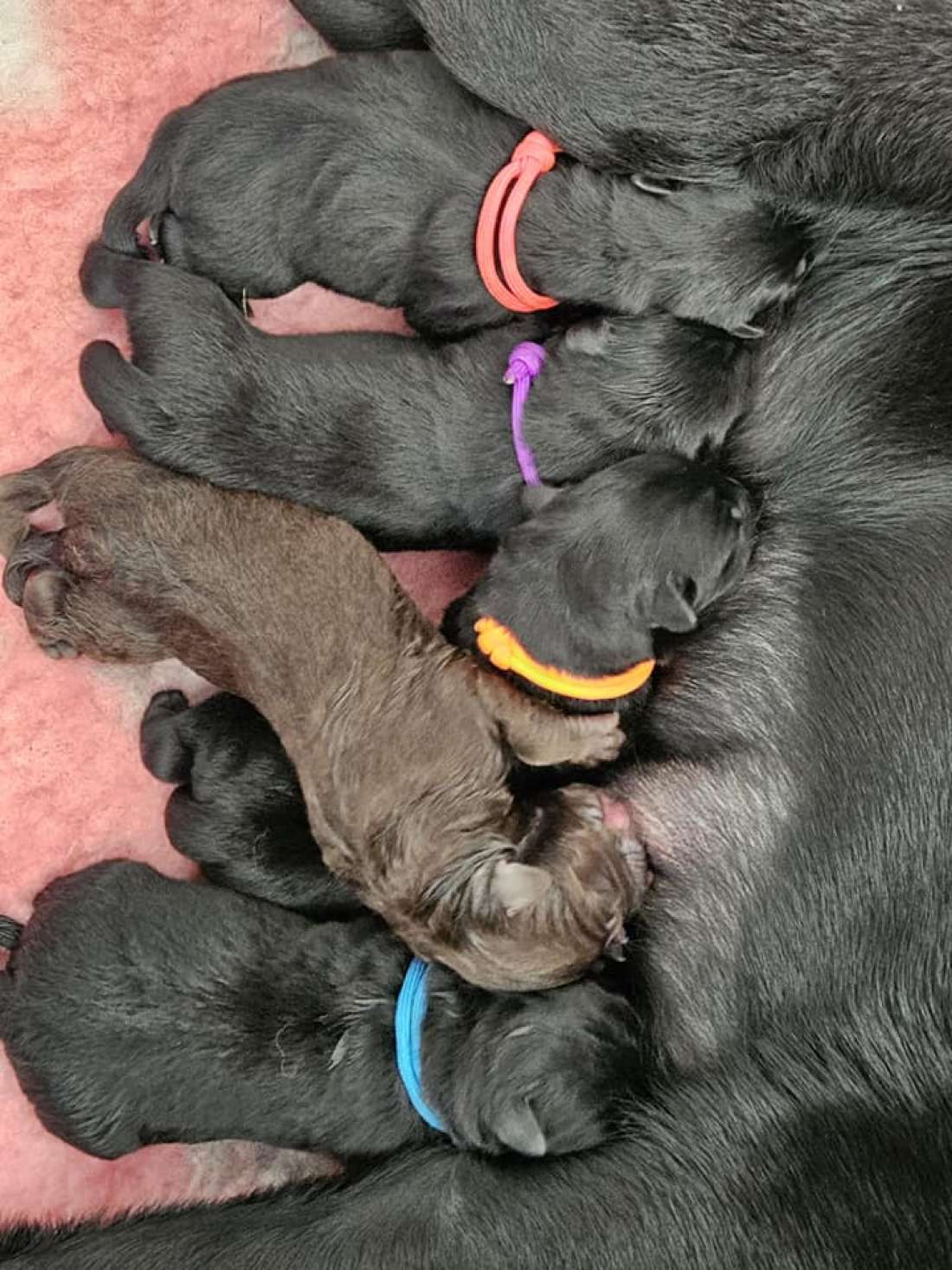 Bindi Drim  australian kelpie pups Kelera’s Ngarra Matimbi