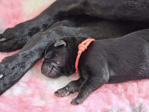 Bindi Drim  australian kelpie pups Kelera’s Ngarra Matimbi