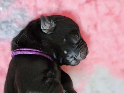 Bindi Drim  australian kelpie pups Kelera’s Ngarra Matimbi