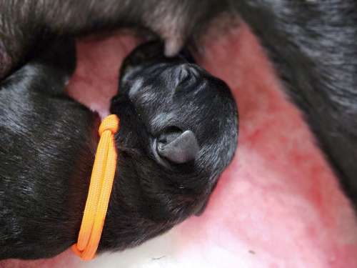 Bindi Drim  australian kelpie pups Kelera’s Ngarra Matimbi