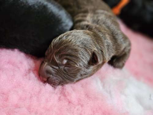 Bindi Drim  australian kelpie pups Kelera’s Ngarra Matimbi