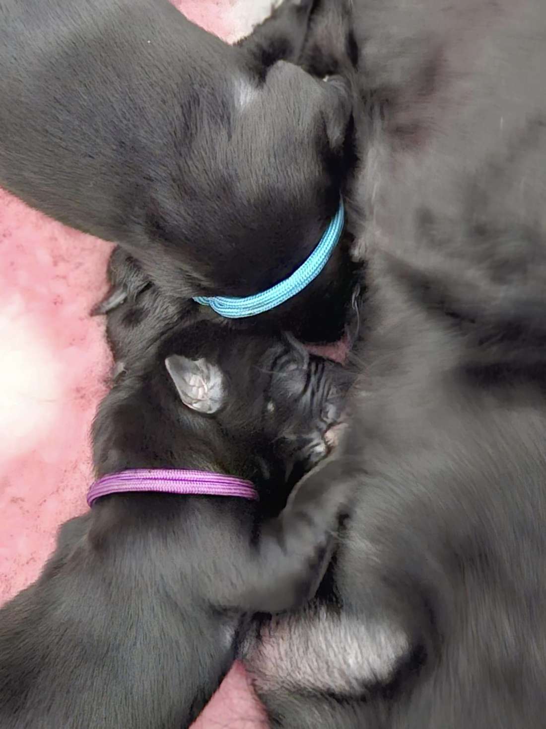 Bindi Drim  australian kelpie pups Kelera’s Ngarra Matimbi