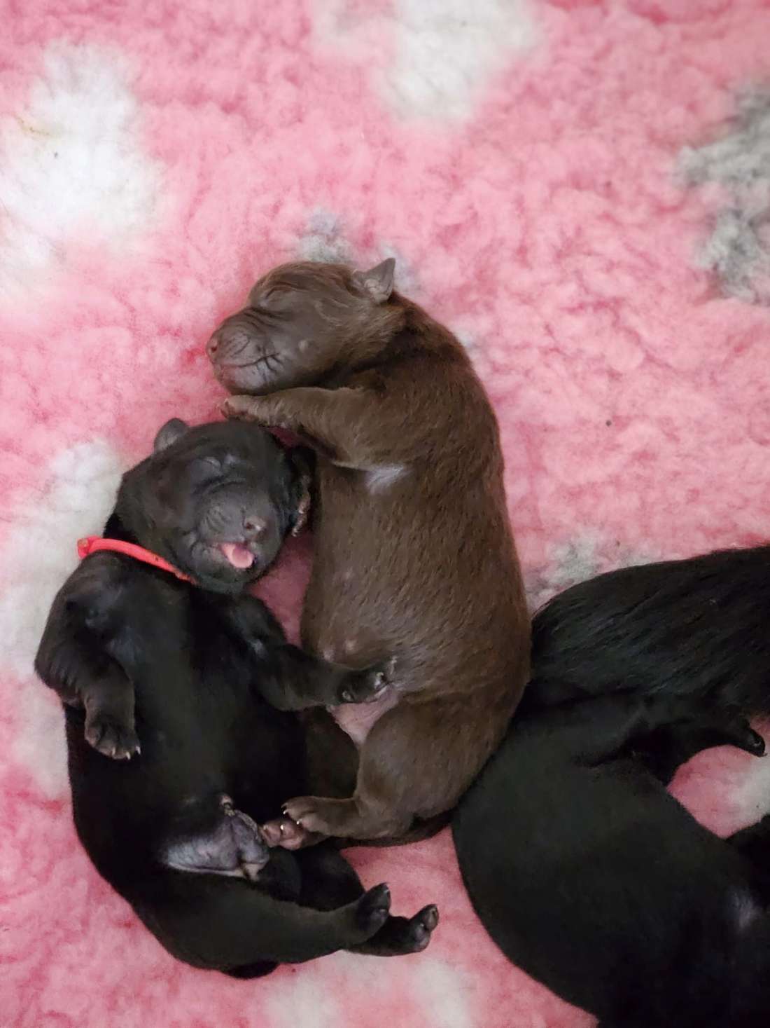 Bindi Drim australian kelpie pups Kelera’s Ngarra Matimbi Bindi Drim australian kelpie pups Kelera’s Ngarra Matimbi